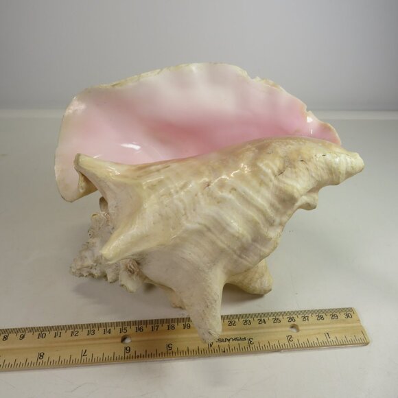 Large Real Conch Sea Shell 8x7" 5.5" tall has some chips Light Tan - Picture 2 of 10